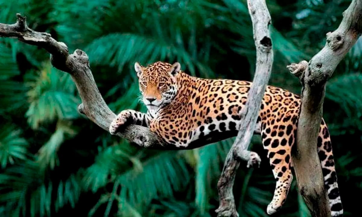 Tour Selva del Manu 4 Días y 3 Noches desde Cusco en Reserva Nacional
