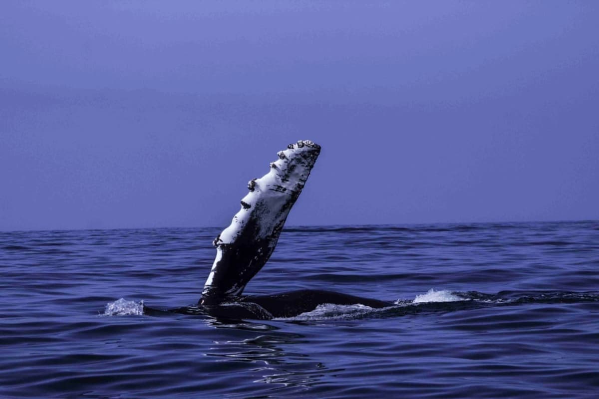 Tour de Avistamiento de Ballenas en Chañaral de Aceituno desde La Serena
