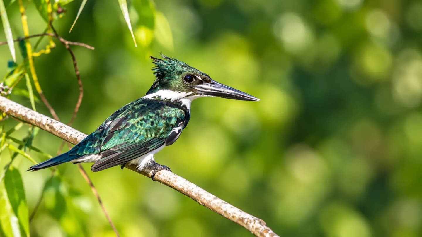 Reserva Nacional Pacaya Samiria por el río Marañón desde Iquitos