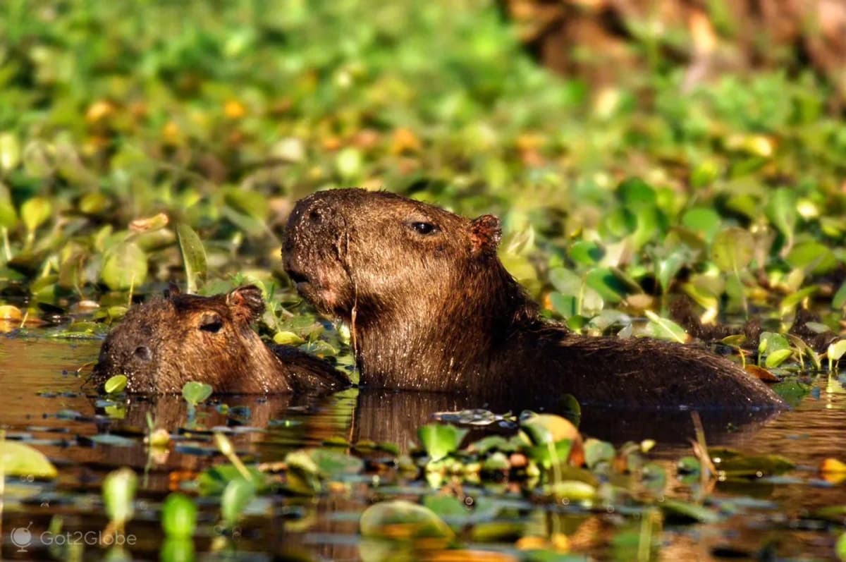 Excursión a los Esteros del Iberá por Portal San Nicolás desde Resistencia