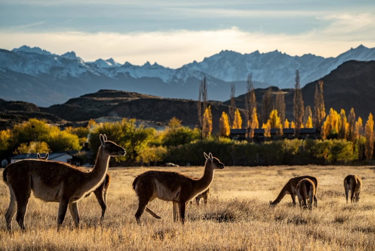 Trekking en el Parque Nacional Patagonia: recorre el Valle Chacabuco