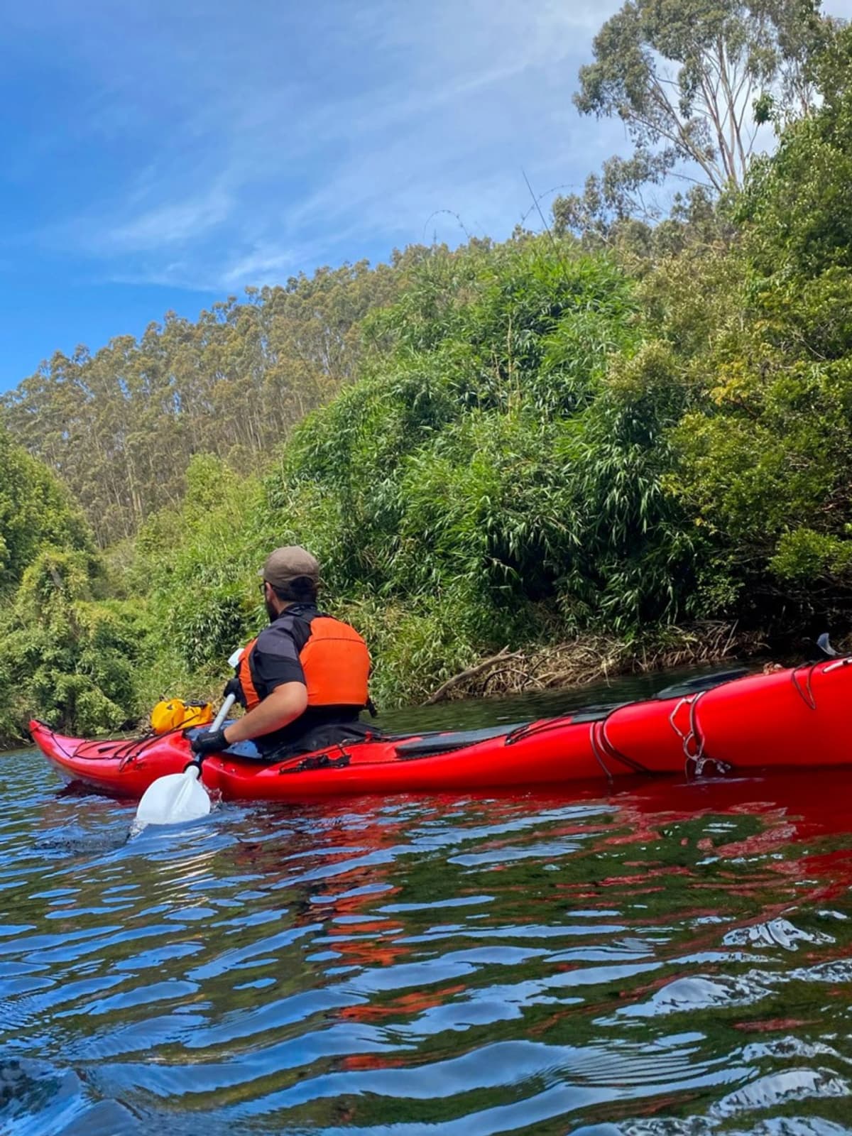 Kayak en Valdivia: Navega el Santuario de la Naturaleza