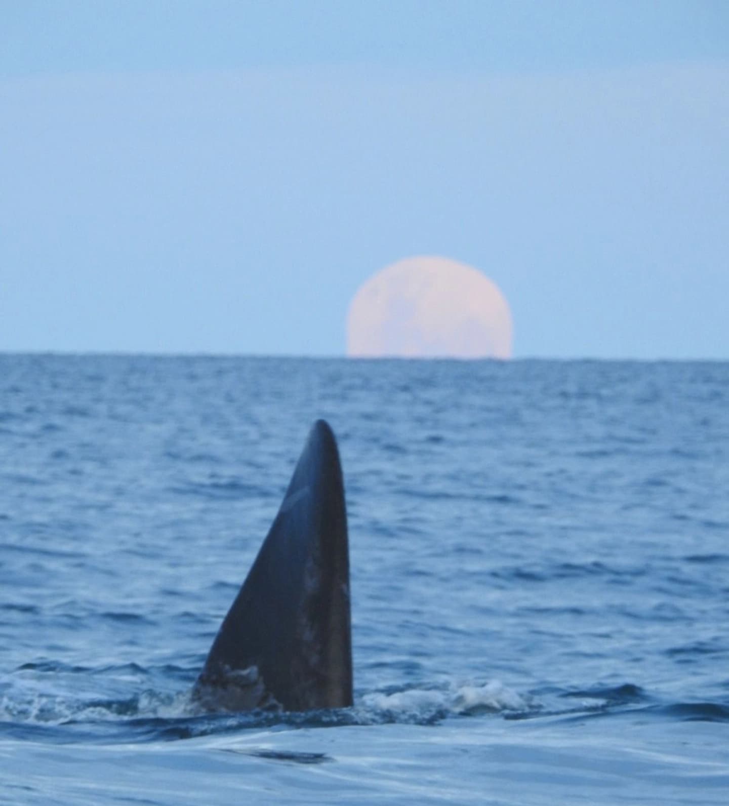Avistaje Costero de Ballenas Atardecer y Luna Llena
