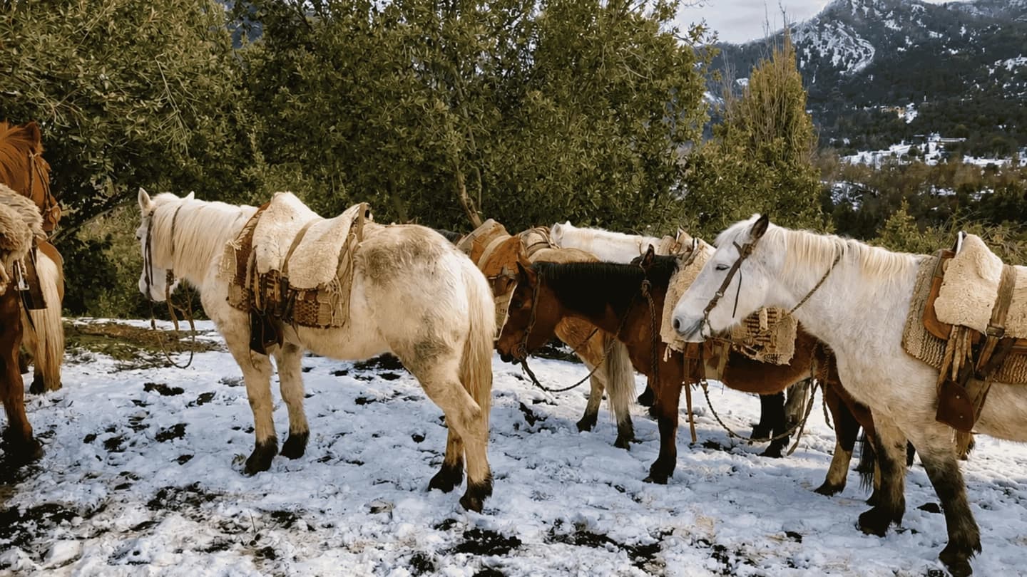 Mountain Horseback Riding in San Martín de los Andes