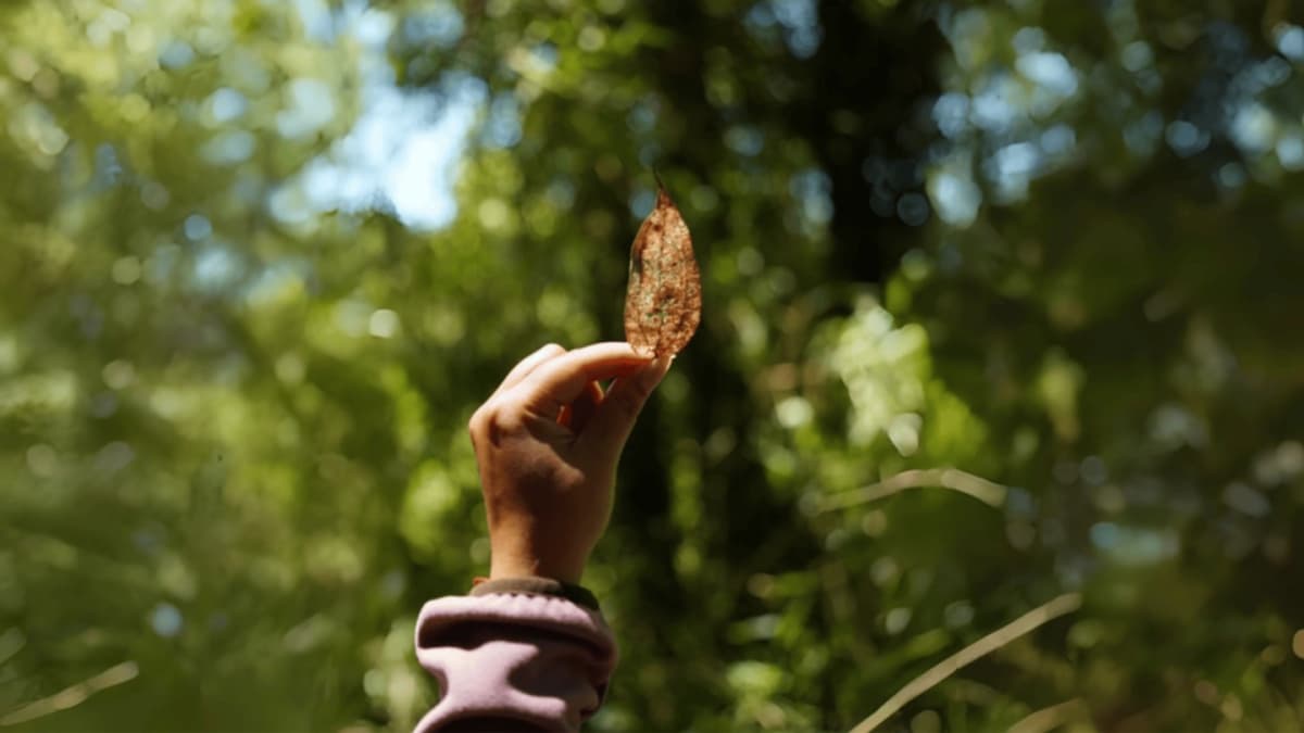 Caminata en Bosque Nativo por Sendero Samadhi desde Vilcún