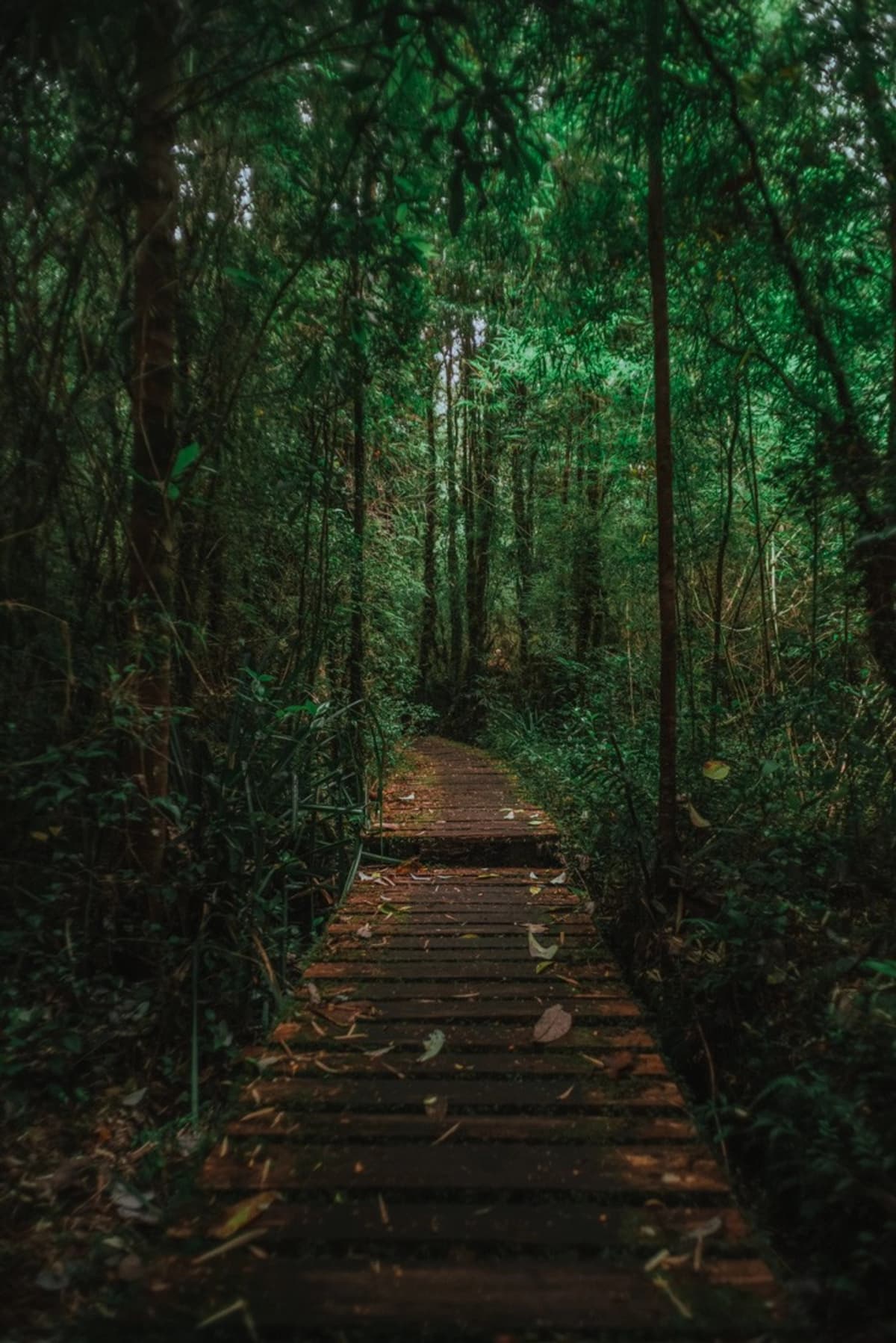 Full Day Parque Tepuhueico: Bosques, Cascadas y Vida Silvestre en Chiloé