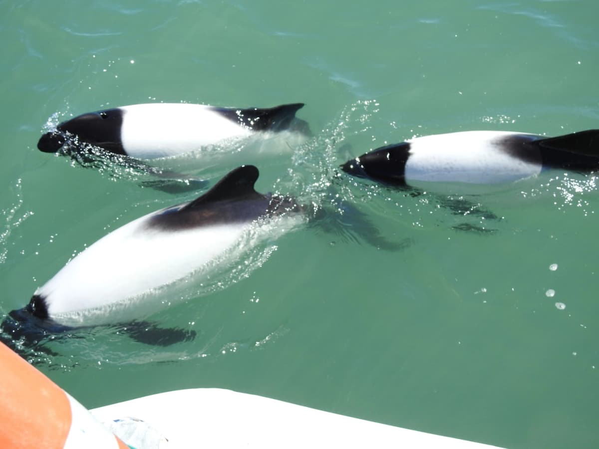 Isla Escondida con Delfín Patagónico en Rawson 