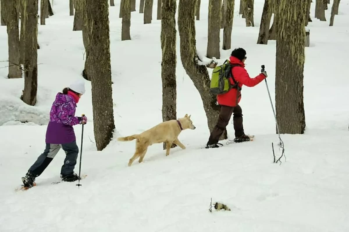Enchanted Forest Snowshoe Walk in Chapelco