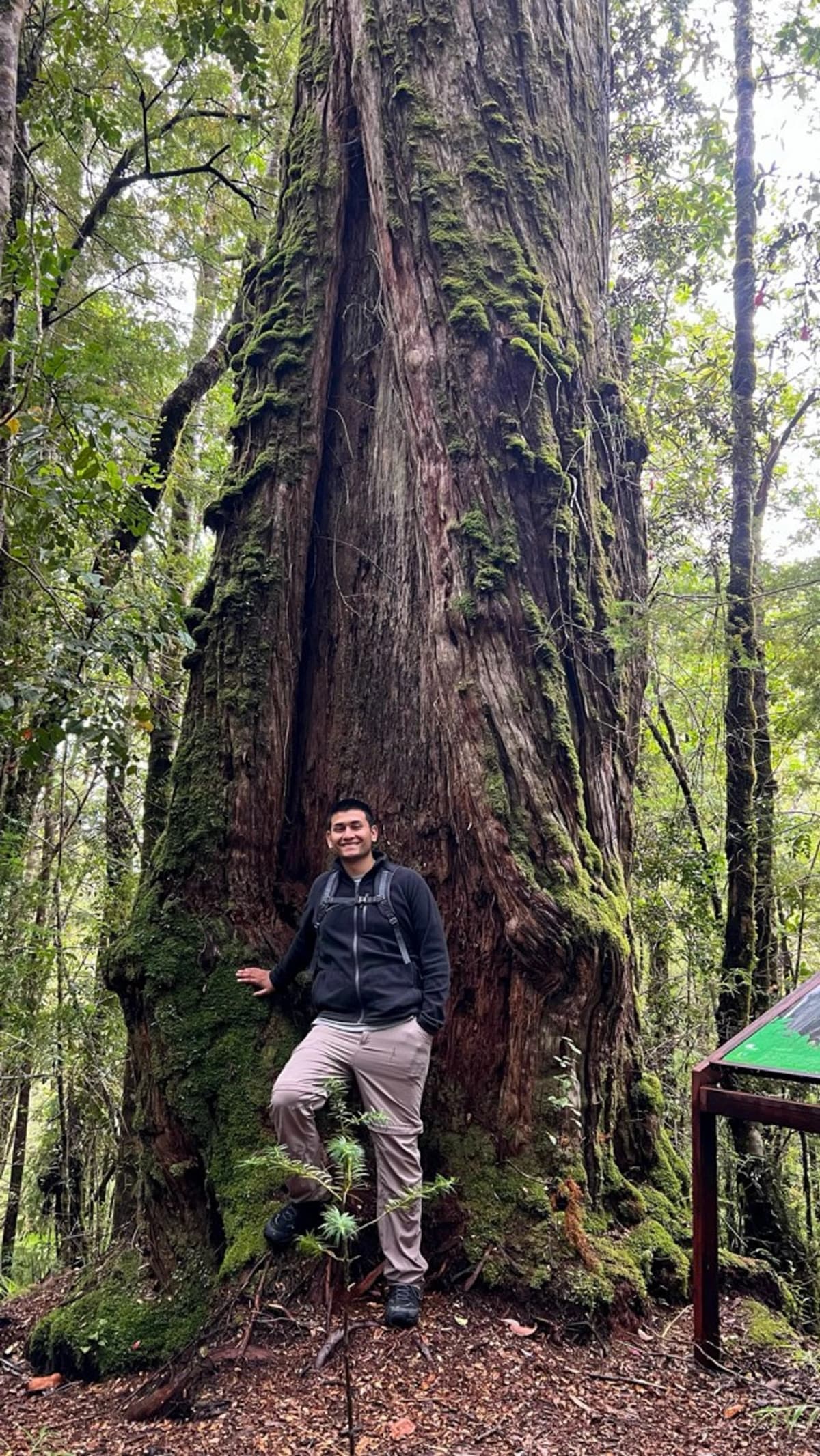 Caminata en el Parque Nacional Alerce Costero: Árboles Milenarios y Vida Silvestre