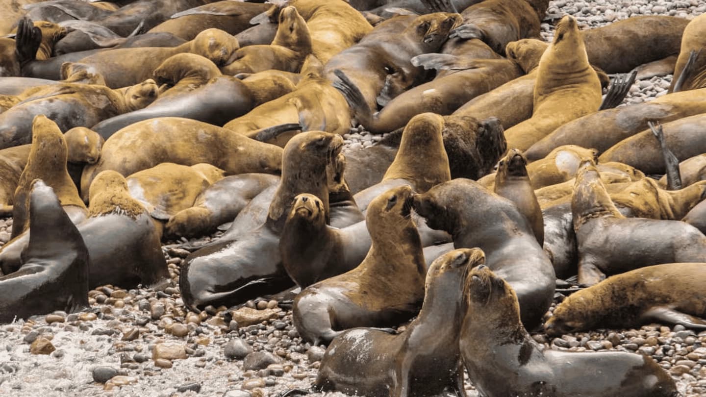 Excursión a Ica, Huacachina e Islas Ballestas desde Lima