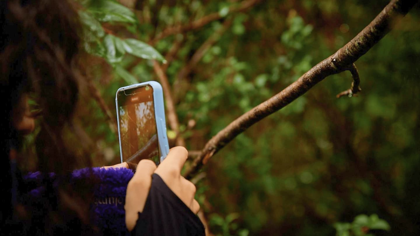Caminata Fotográfica Reino Fungi en Saltos de Marimán desde Pucón