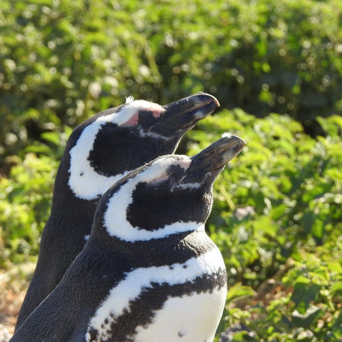 Excursión a la Pinguinera de Punta Tombo 