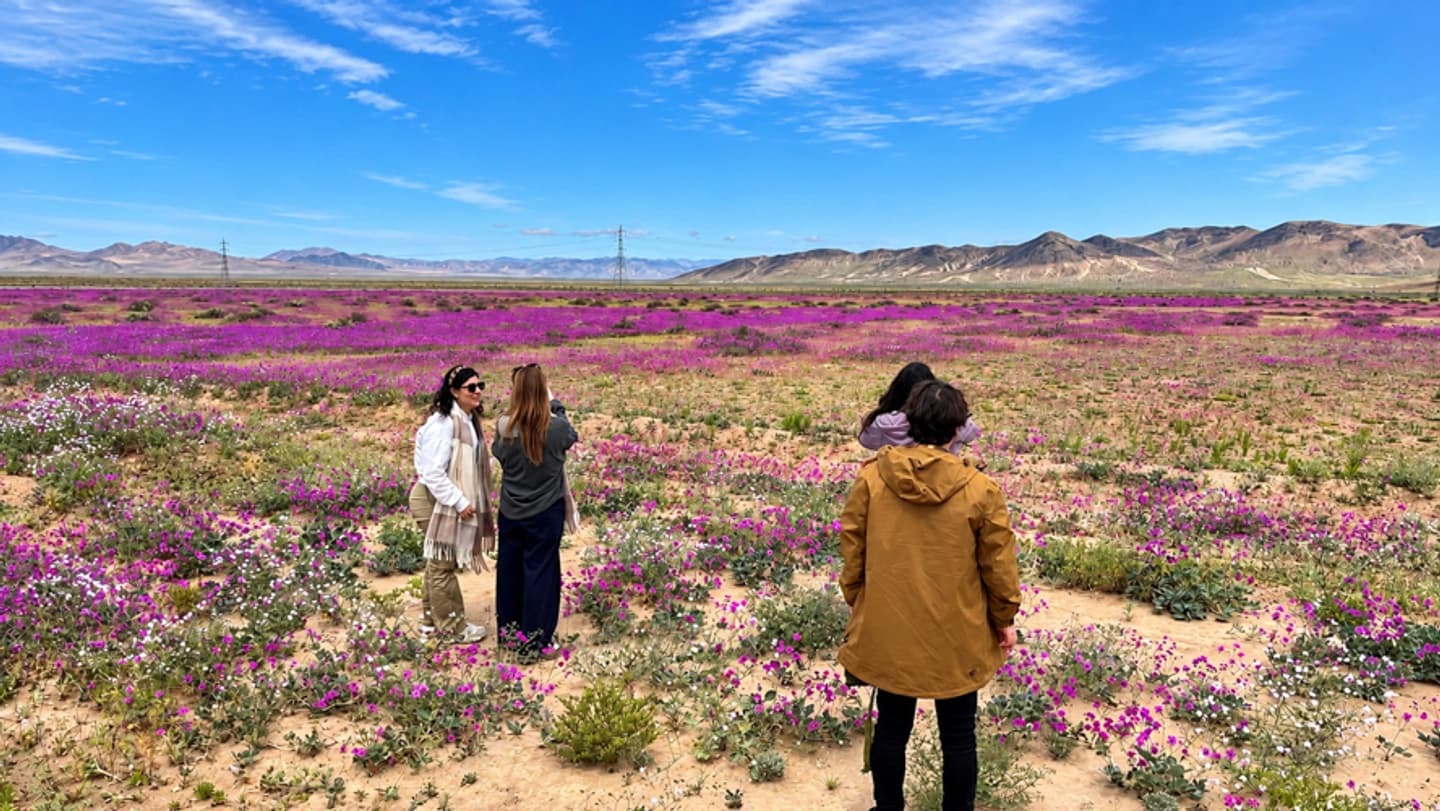 Tour pelo Deserto Florido de La Serena