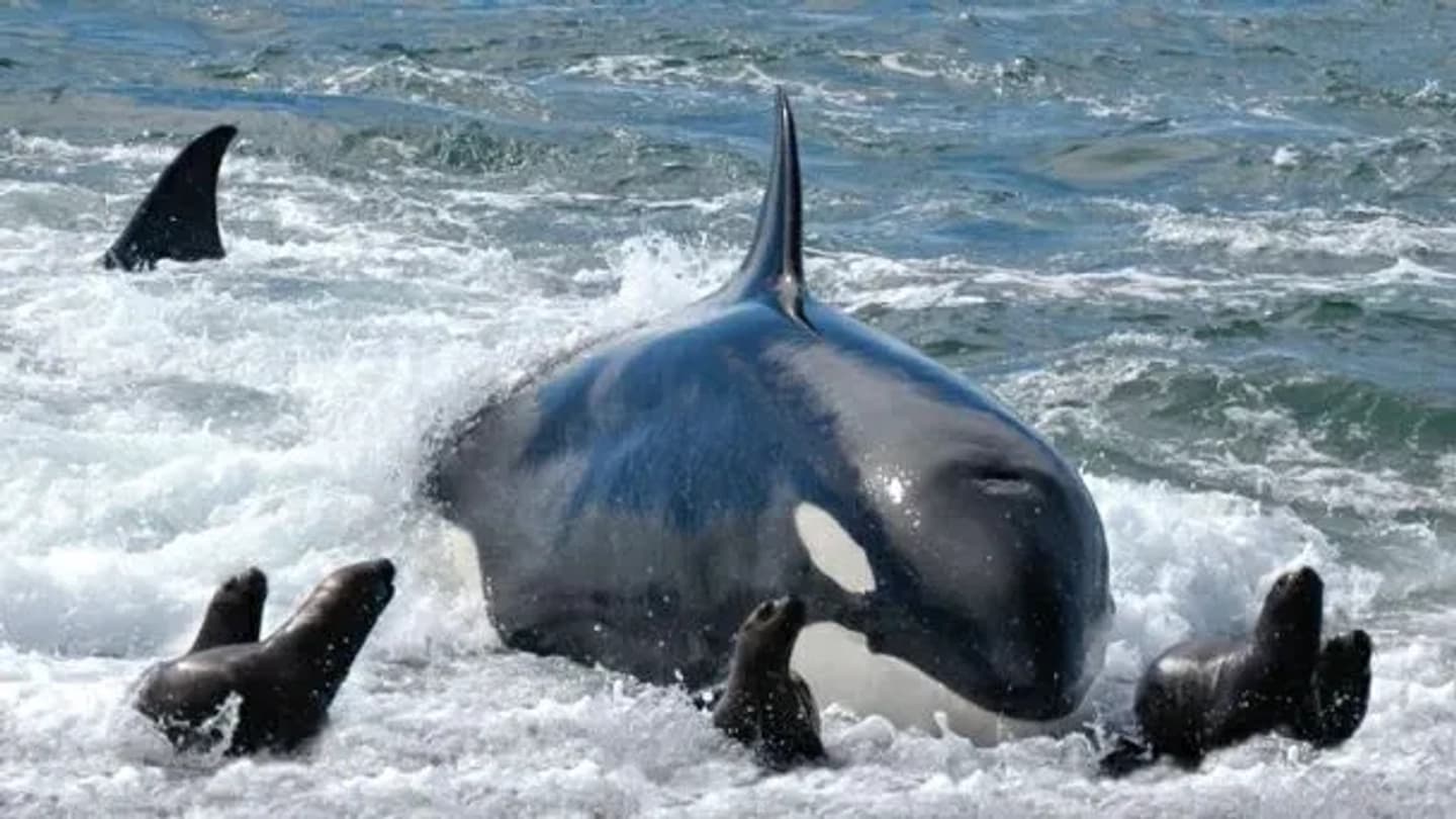 Avistaje de orcas en Punta Norte y Caleta Valdés