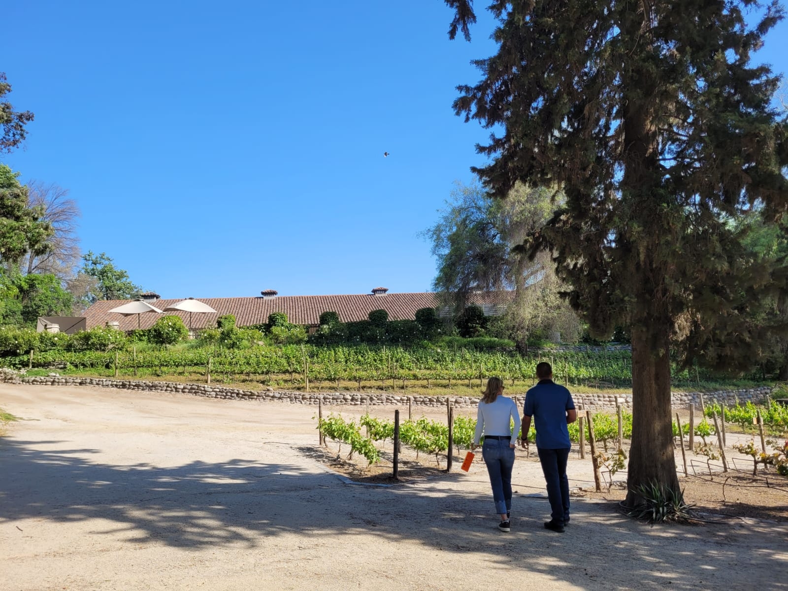 Fiesta de la Vendimia: las mejores viñas para visitar en 2026