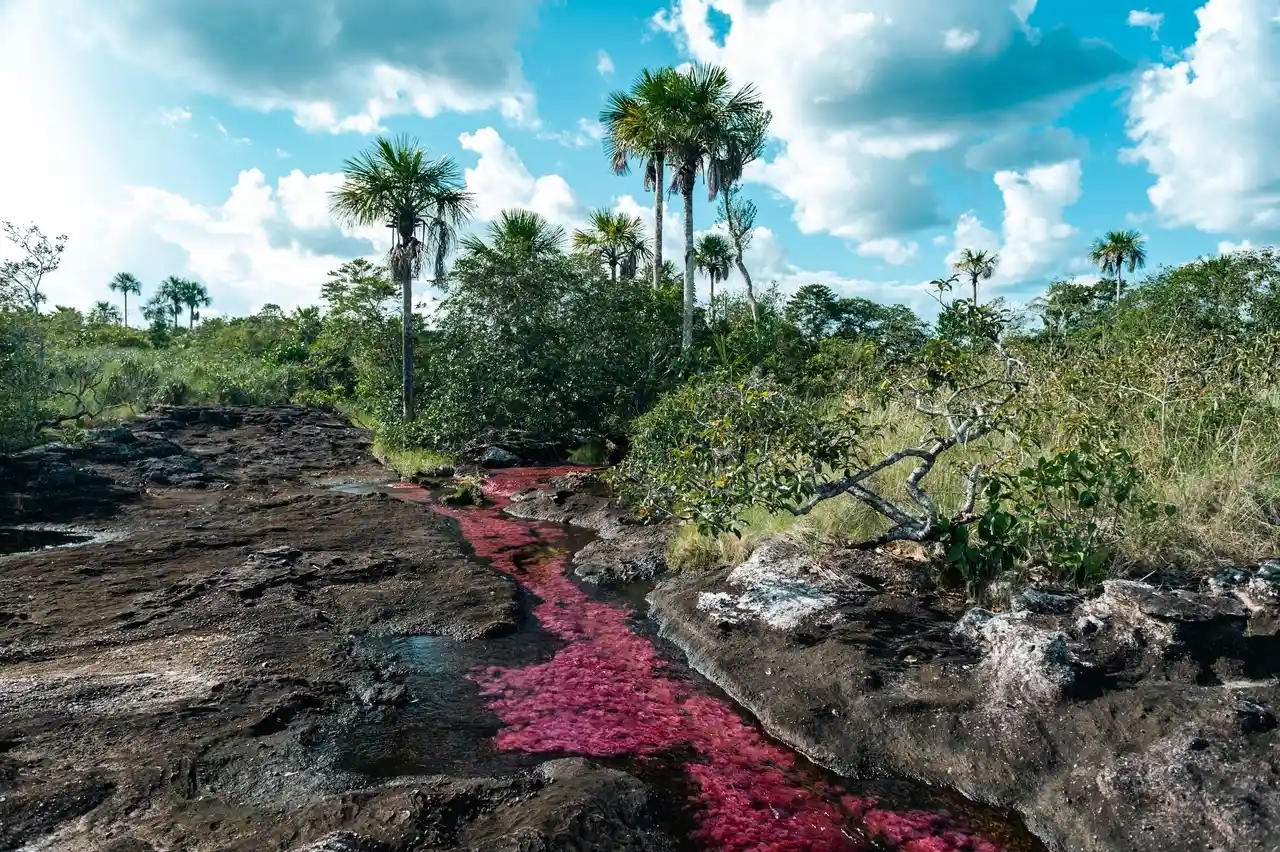 Caño Cristales: el río de los siete colores en el corazón de Colombia