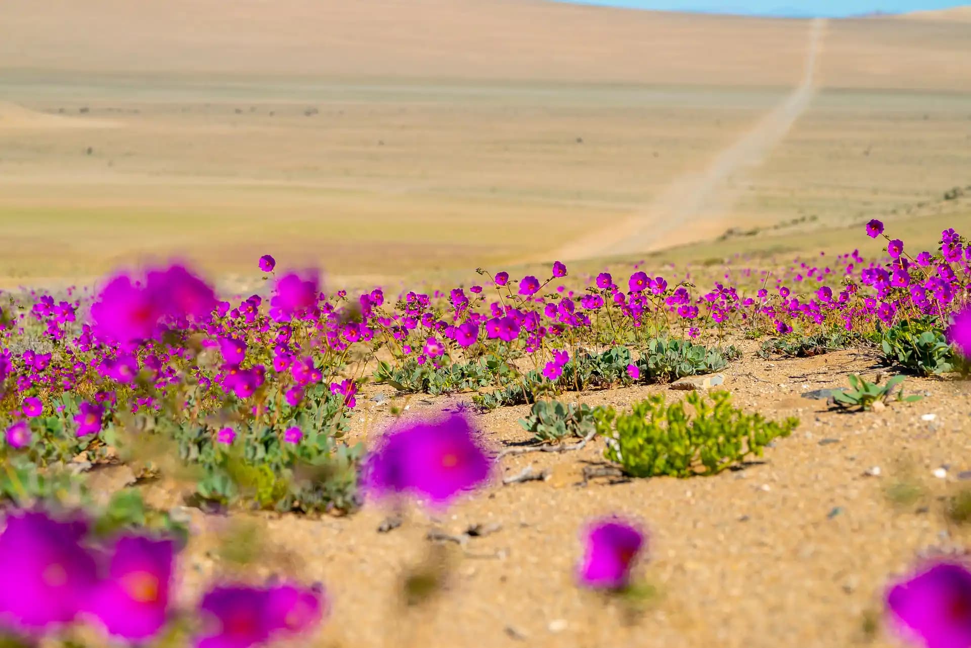 Desierto florido en Chile: la guía para verlo este 2026