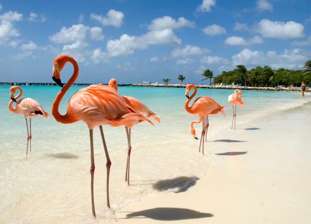 Qué hacer en Aruba