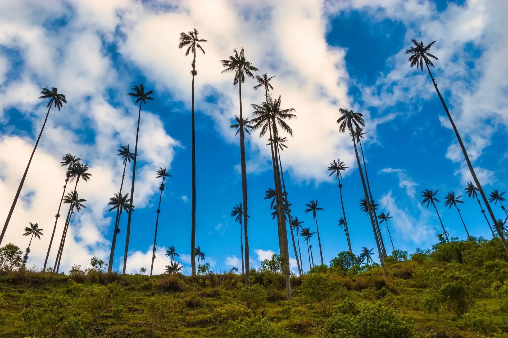 Qué hacer en Salento y el Valle del Cocora: pueblo cafetero y palmas gigantes