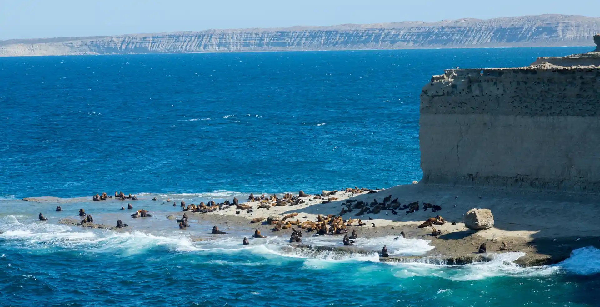 Avistaje de ballenas en la Península Valdés: el encuentro cercano