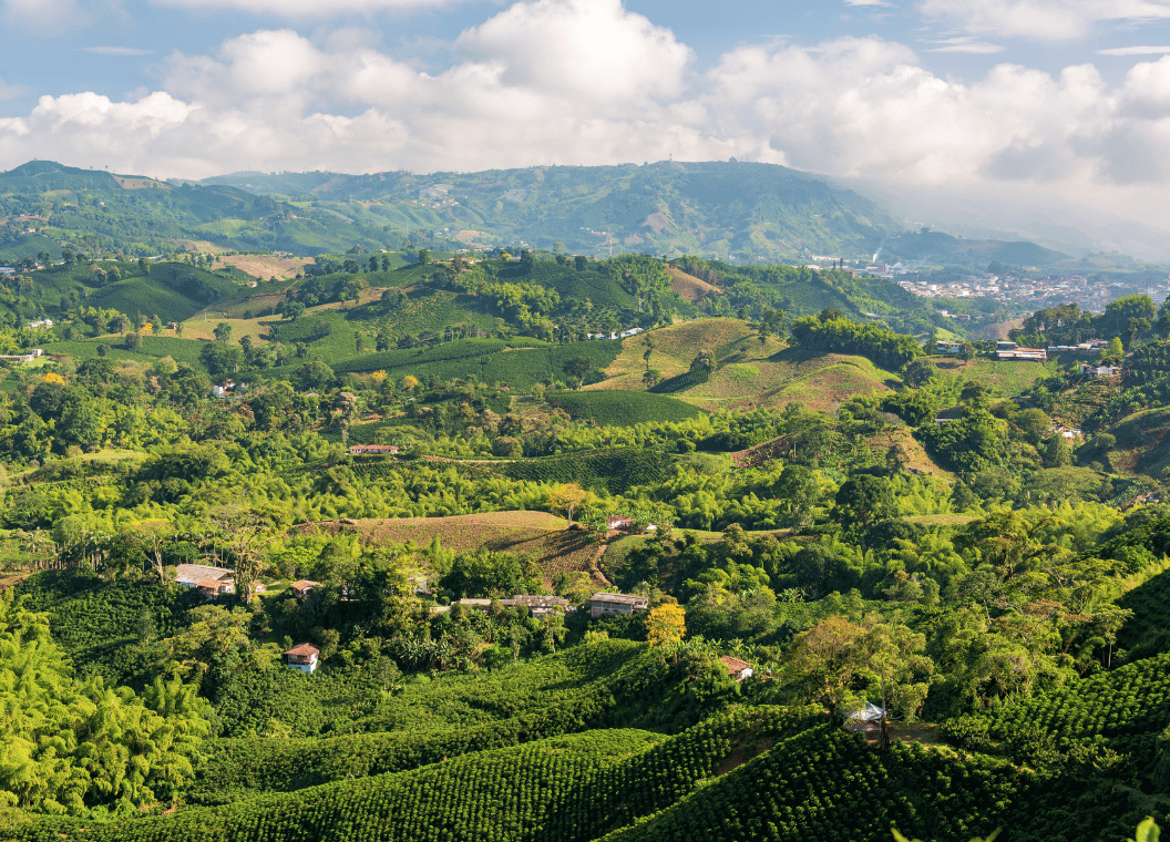 Descubre el Eje Cafetero: café, naturaleza y cultura en el corazón de Colombia