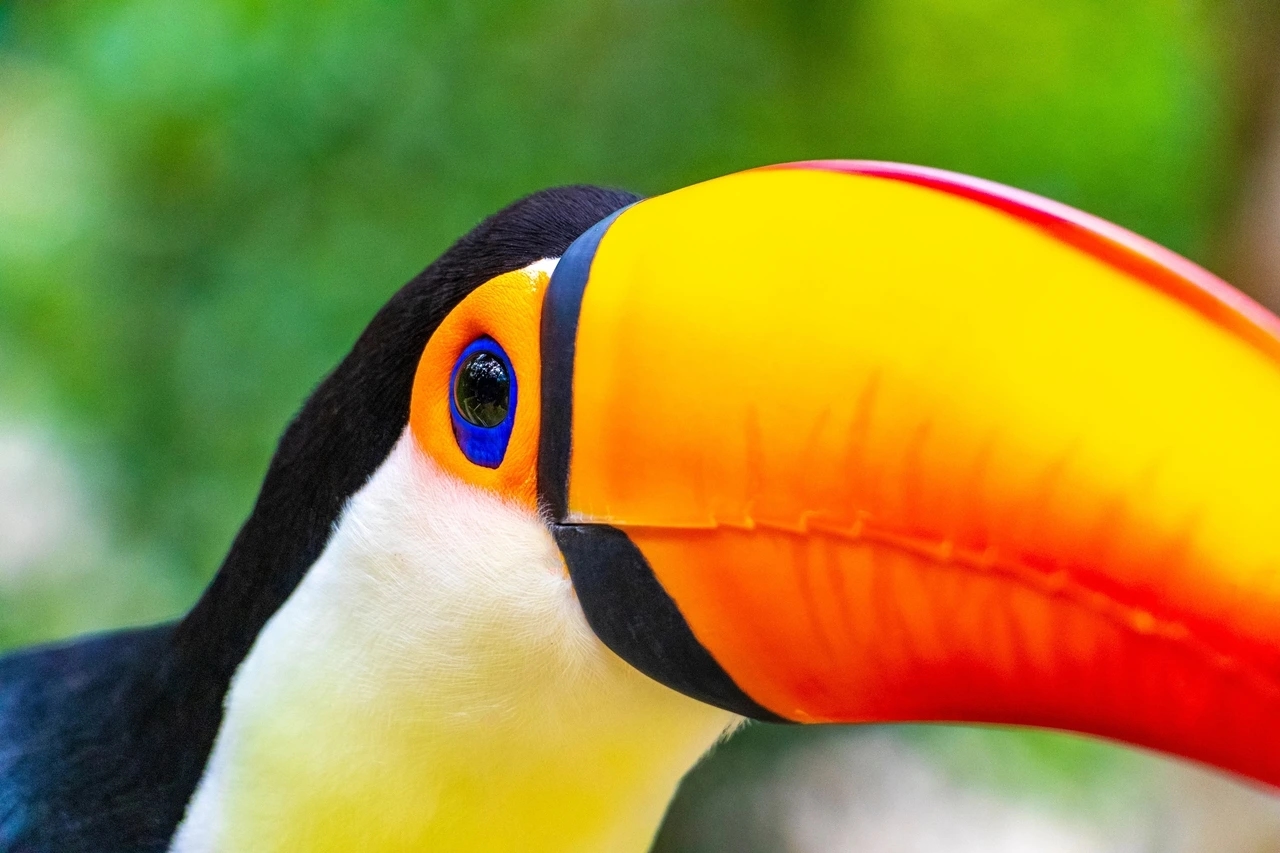 Parque Tricao: todo lo que debes saber de este santuario