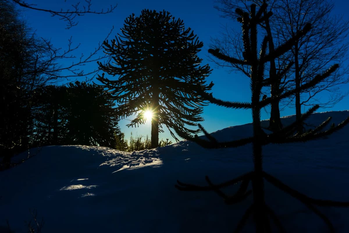Corralco Ski: descubre el centro de montaña en la Región de la Araucanía
