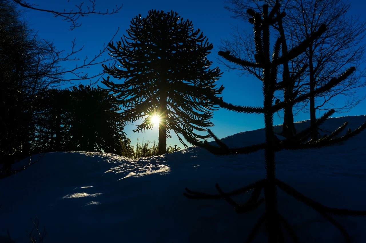 Corralco Ski: descubre el centro de montaña en la Región de la Araucanía