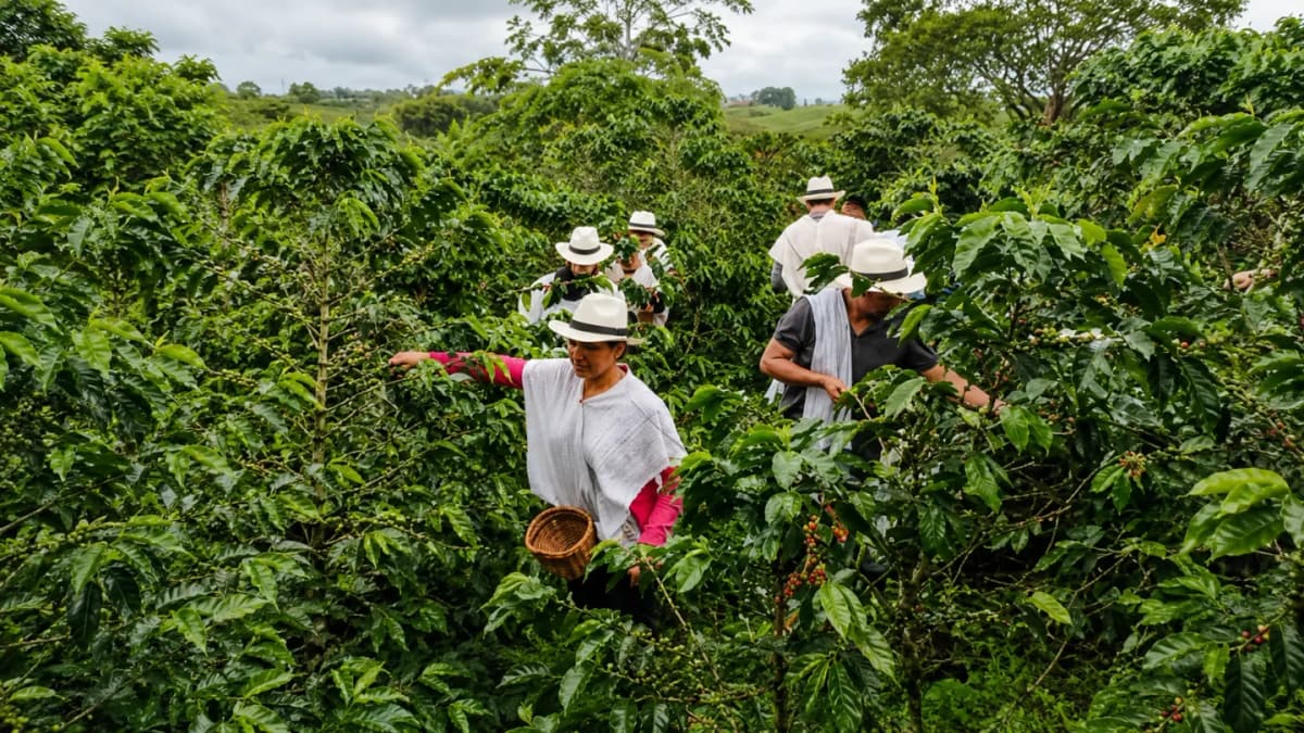 Tour de café en el Paisaje Cultural Cafetero con degustación
