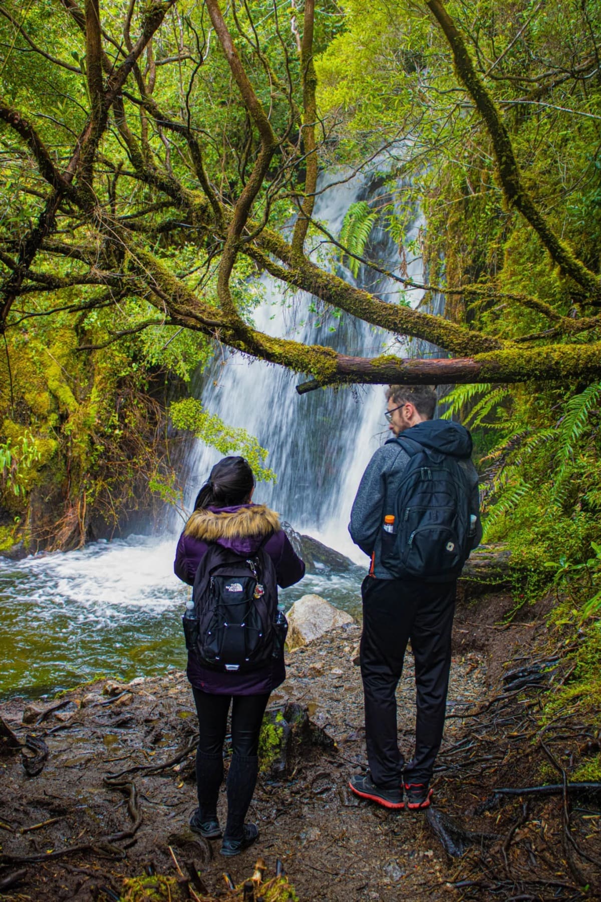 Trekking Parque Nacional Alerce Andino: Bosques Milenarios y Cascada