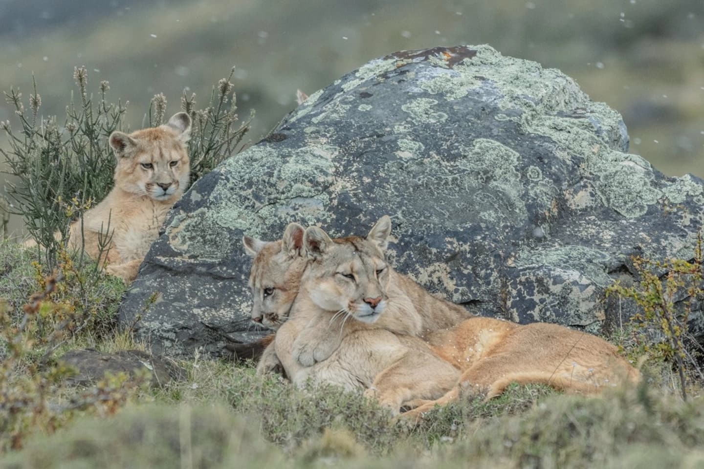 Tras la Huella del Puma: Rastreo y Observación en Torres del Paine