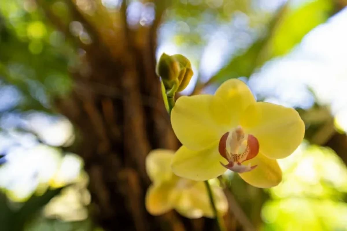 Explora la Flora y Fauna en el Biocentro Iguazú