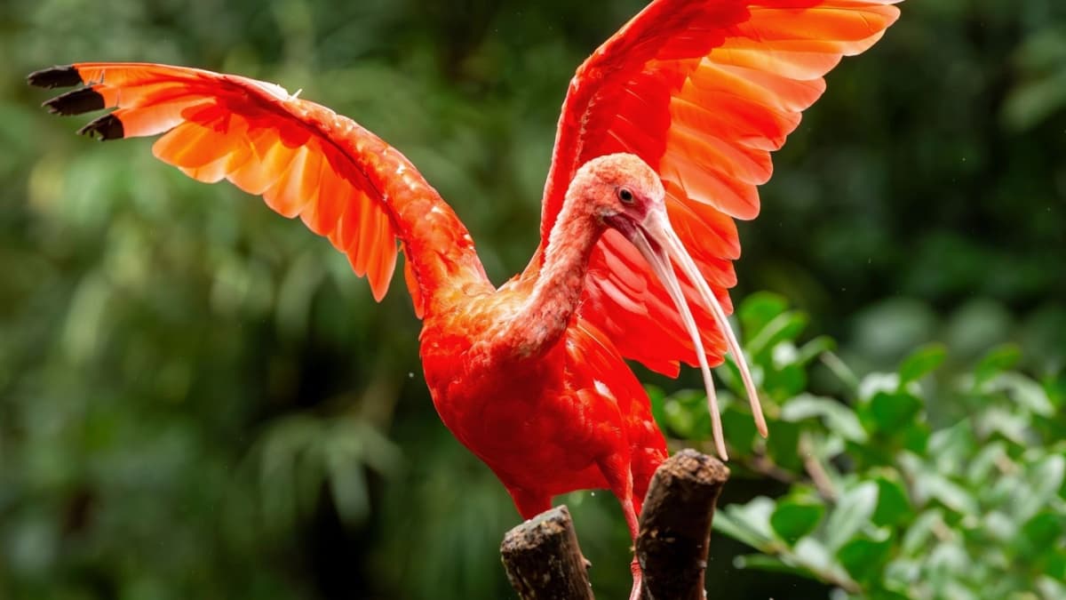 Circuito Cataratas Brasil con Parque de Aves desde Foz do Iguaçu