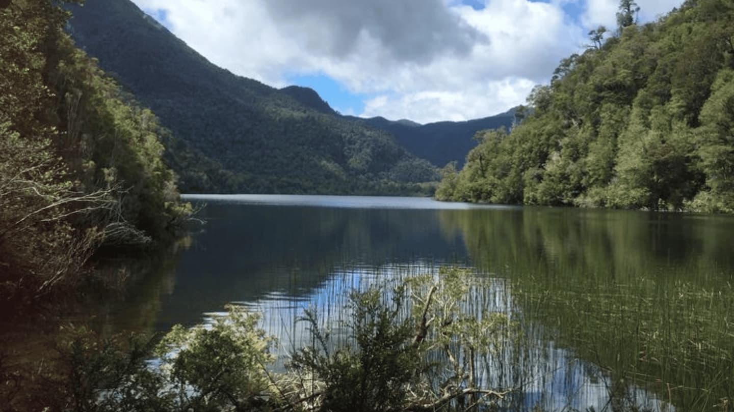 Trekking al Alerce Abuelo en Parque Alerce Costero desde Valdivia