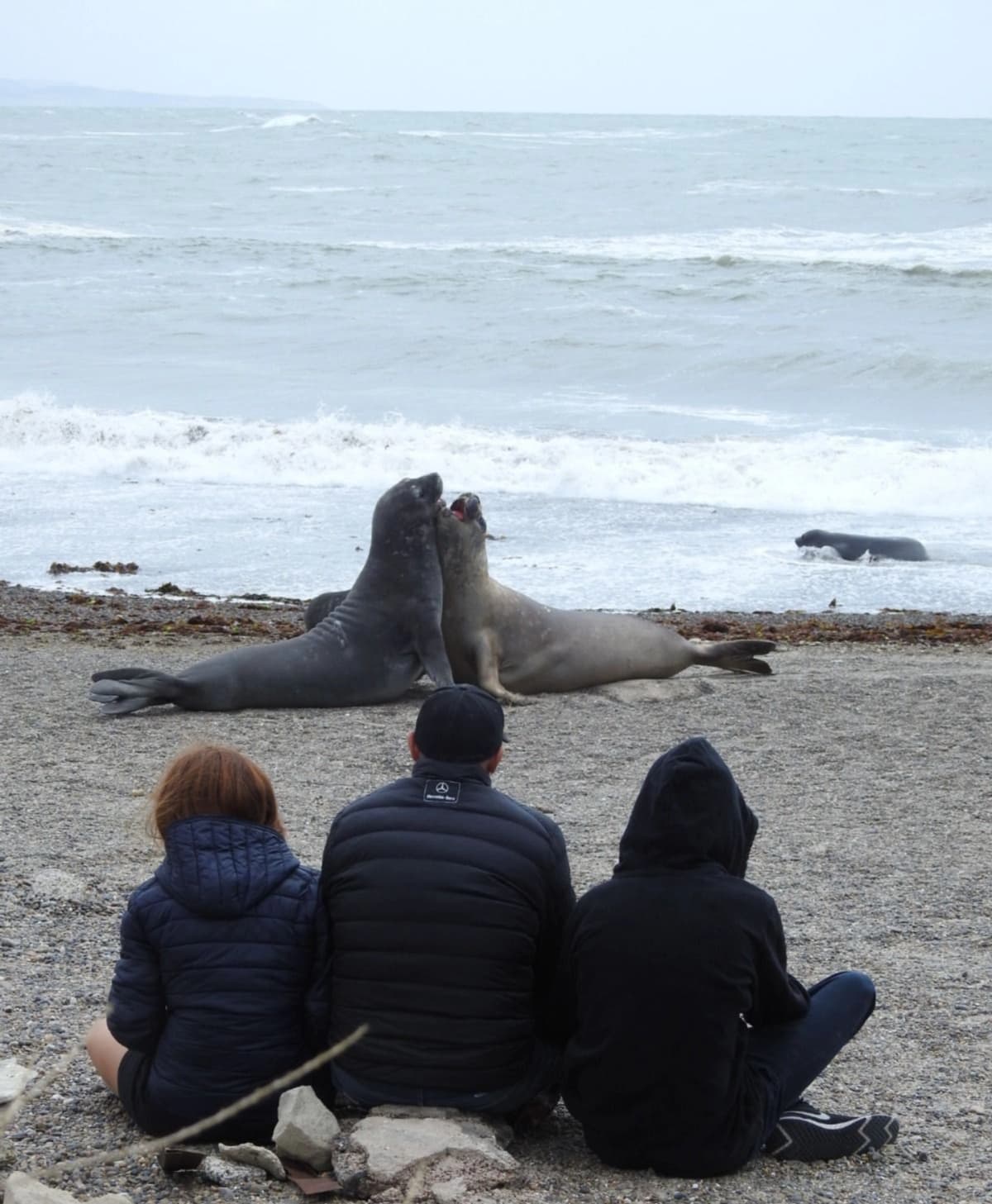 Puerto Madryn en 2 días: Península Valdés, Pingüinos en Punta Tombo y Elefantes Marinos en Isla Escondida