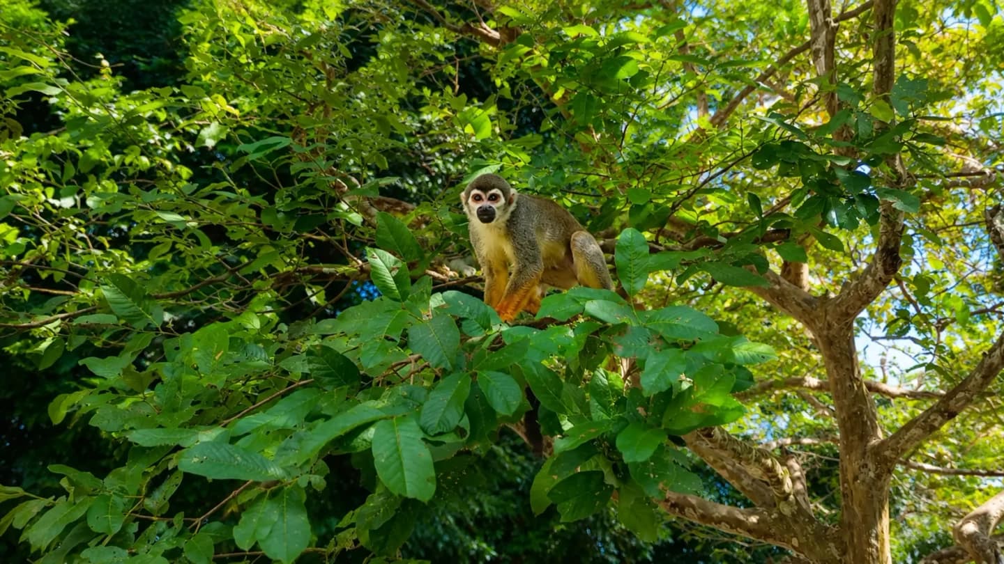 Excursión de 4 días por la selva amazónica desde Iquitos