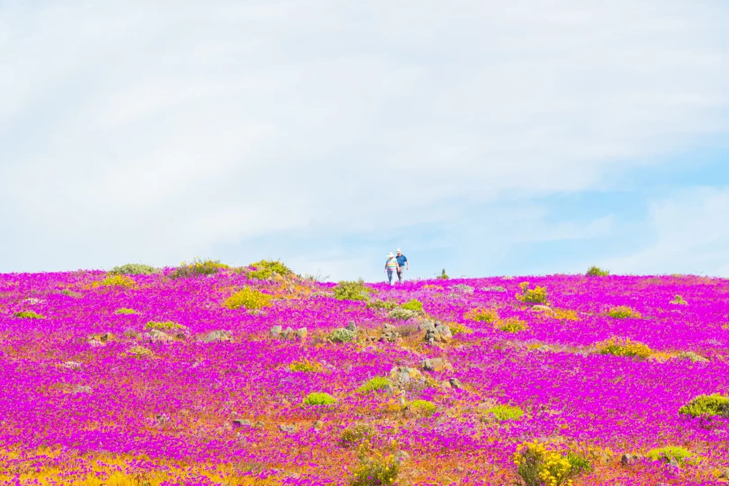 Desierto Florido en Parque Nacional Llanos de Challe desde Vallenar