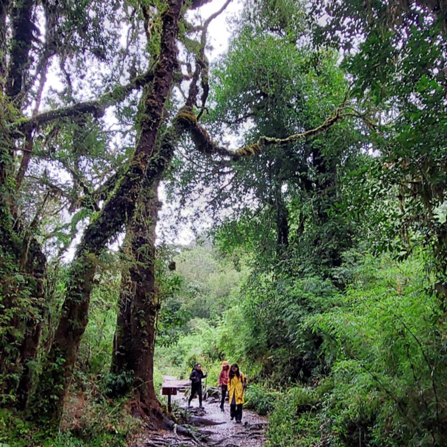 Trekking Parque Alerce Andino: Bosques y Alerces Milenarios