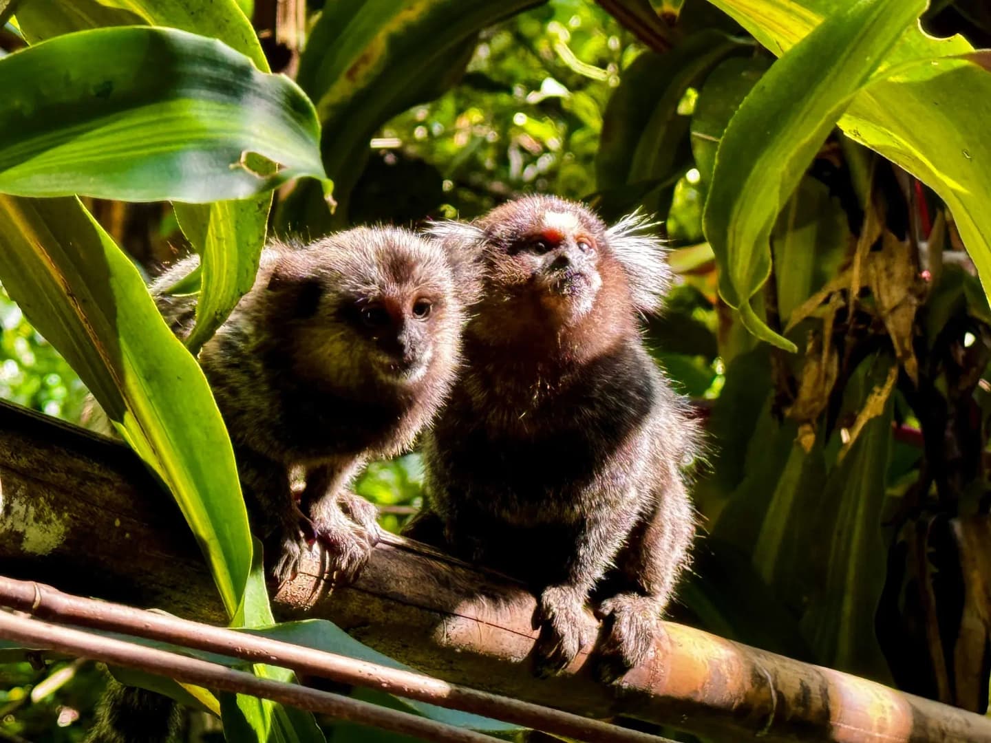 Río: Cascadas, Fauna y Caminata en la Selva de Tijuca