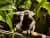 Río: Cascadas, Fauna y Caminata en la Selva de Tijuca