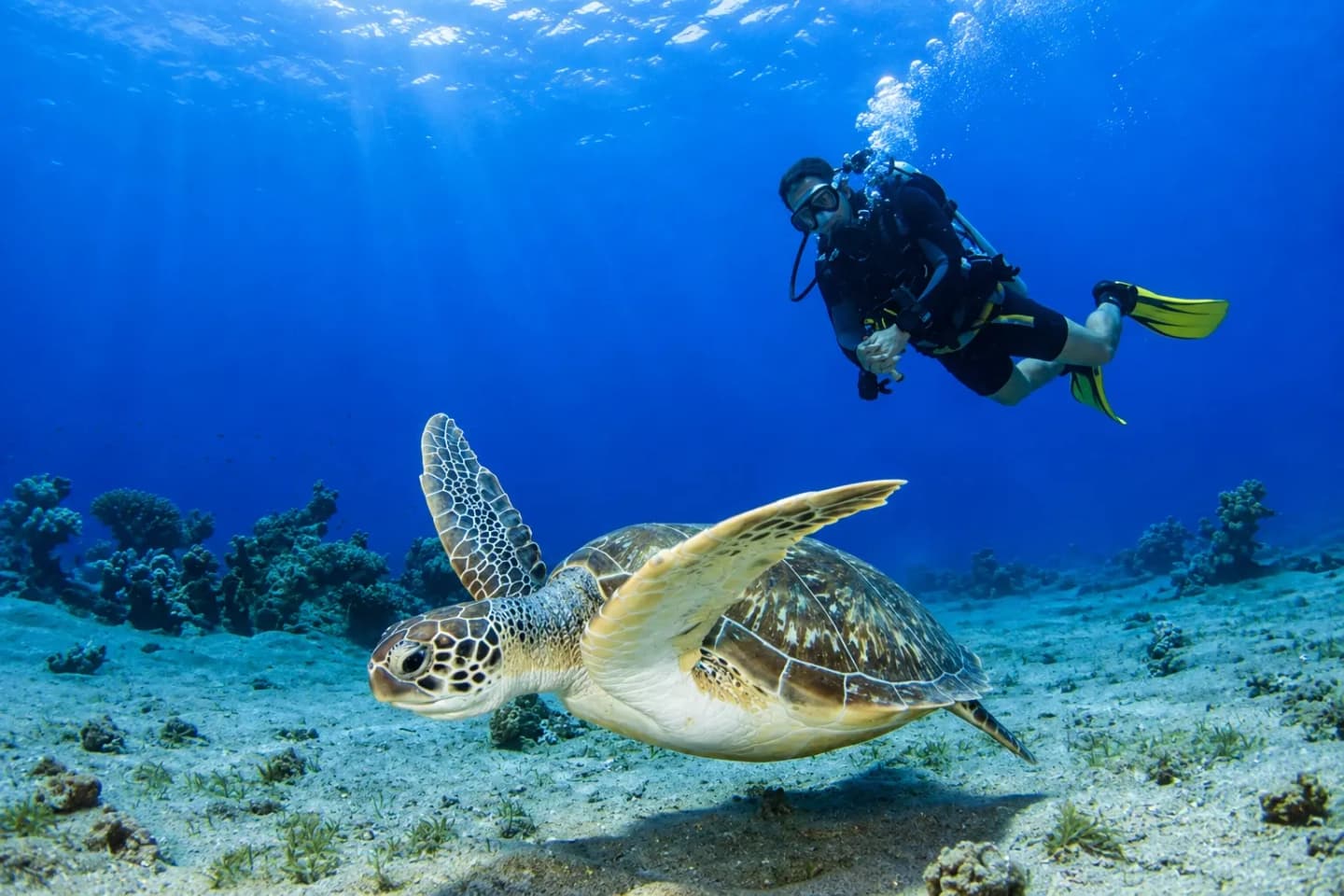 Buceo y exploración del fondo marino en Máncora