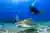 Buceo y exploración del fondo marino en Máncora
