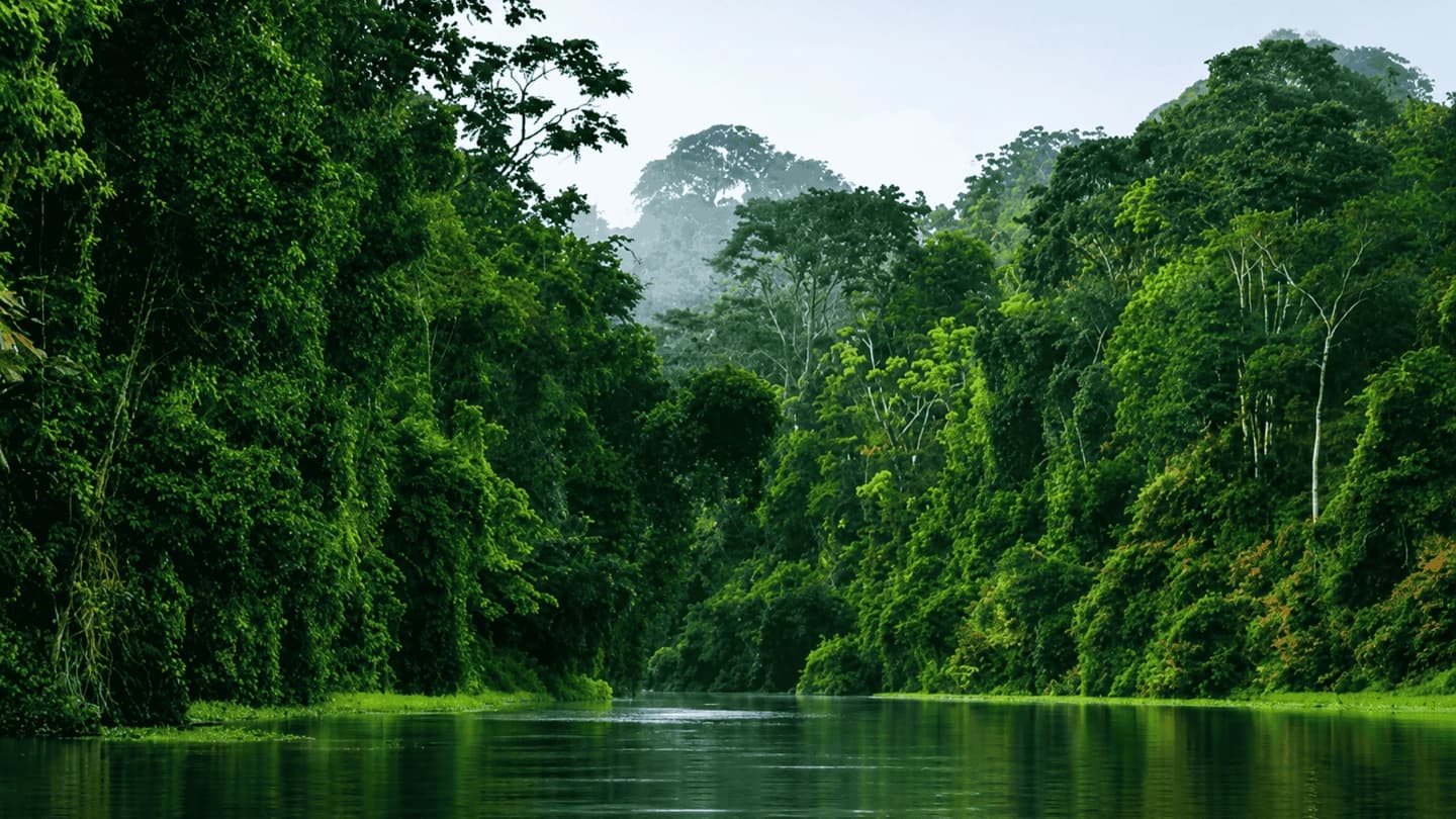 Paseo en bote por los canales de Tortuguero desde San José