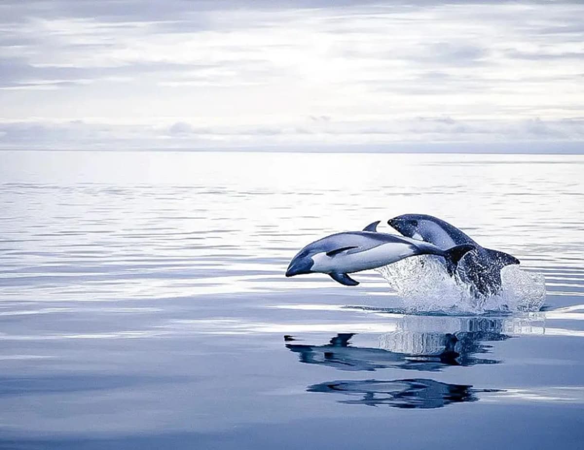 Tour de avistamiento de delfines en Punta Arenas: una experiencia familiar