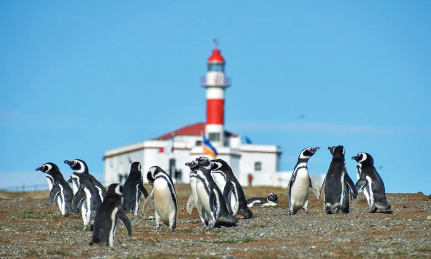 Navegación en lancha rápida a Islas Magdalena y Marta desde Punta Arenas