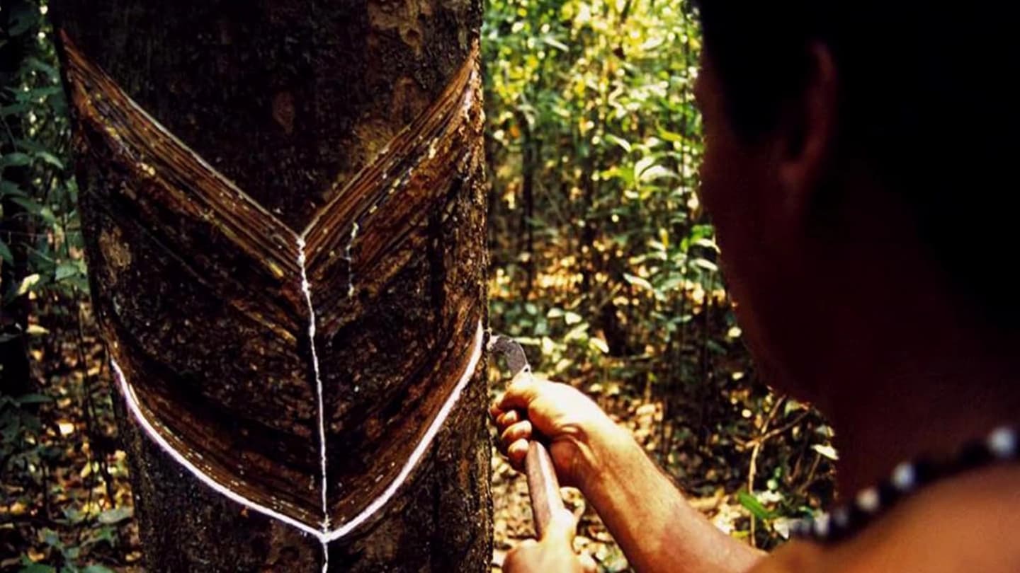Cultural Tour Vila Paraíso Rubber Plantation Museum in Manaus
