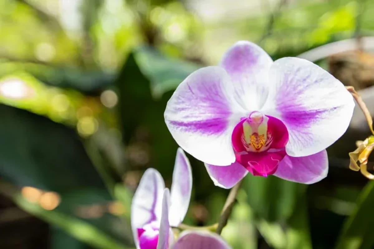 Excursión por el Jardín Botánico, Mariposario y Aldea Guaraní Fortín Mbororé