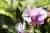 Excursión por el Jardín Botánico, Mariposario y Aldea Guaraní Fortín Mbororé