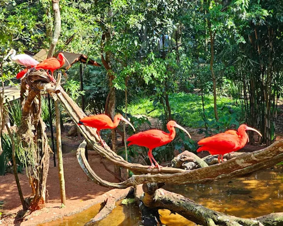 Entrada al Parque das Aves en Foz do Iguaçu con recorrido natural