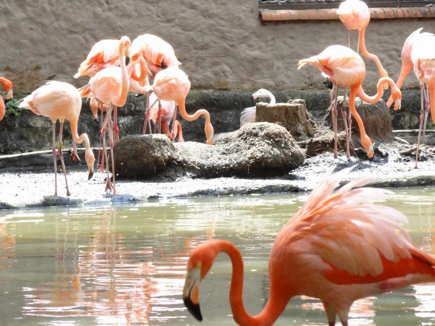 City Tour Panorámico y Zoológico en Cali con pick up
